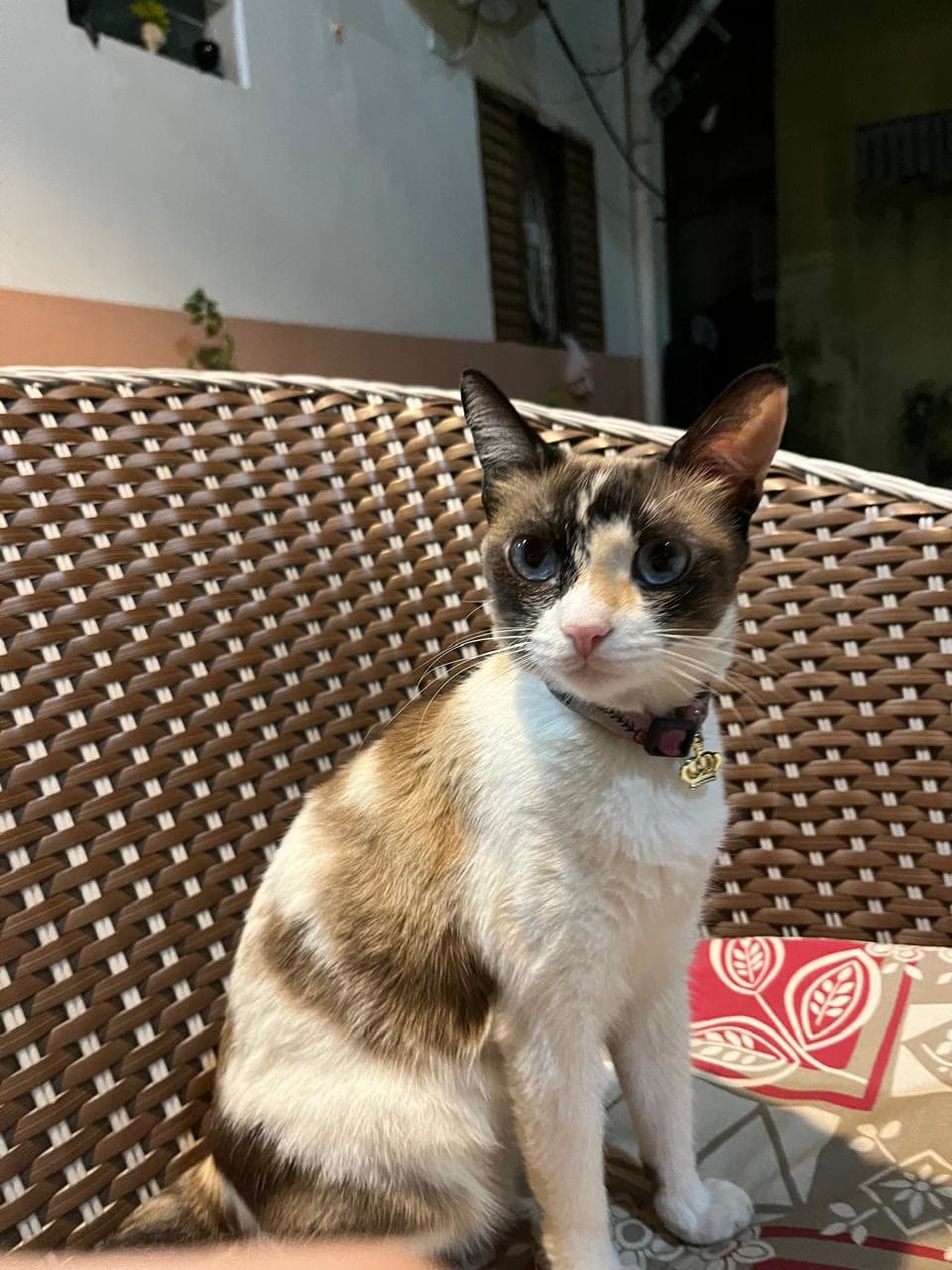 Yumi sentada na poltrona, com a coleira e a plaquinha de coroa dourada